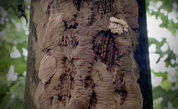 spotted lantern flies damage trees